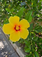 Yellow Hibiscus