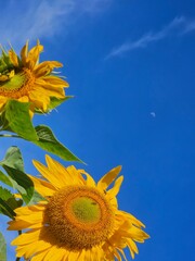 Moon Sunflowers
