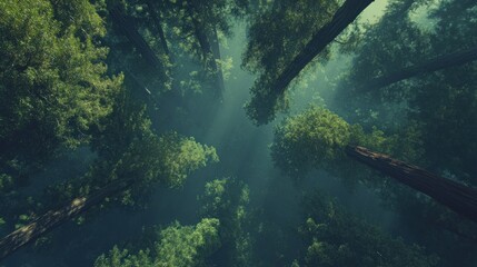 Fototapeta premium Enchanted Redwood Forest: A Mystical Aerial View
