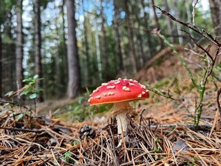 fly agaric mushroom
