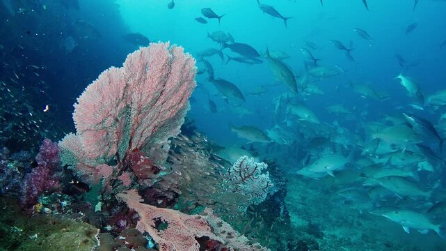 Lock shot of Richelieu Rock reef. Golden Glassy Sweepers (Parapricantus Ransonneti) by a Gorgonian Sea Fan, with Longnose Emperors (Lethrinus olivaceus) and Jacks (Carangidae) behind