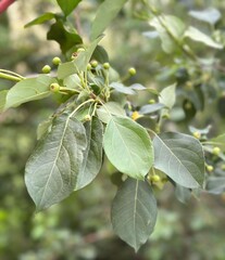 branch of a tree, plant, nature, park, summer, spring, green, flora, natural, tree, garden