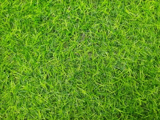 green grass background