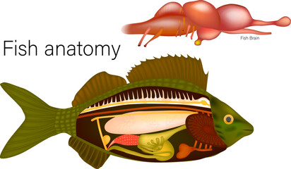 Internal Fish Anatomy and Brain Structure. Scientific Fish Anatomy Illustration