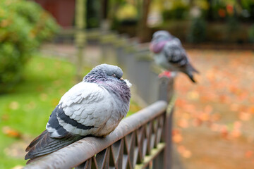 Pigeon resting with closed eyes on metal fence. Autumn leaves scattered in the park 