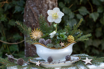 Christrose (Helleborus niger) in einer Sauciere als Winter-Gartendekoration