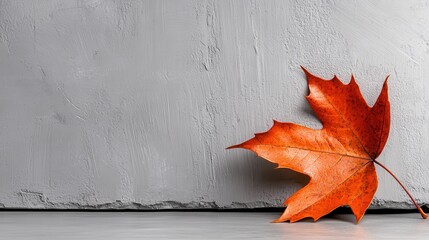 Obraz premium Surface art with fallen leaf on gray sidewalk in sarut city