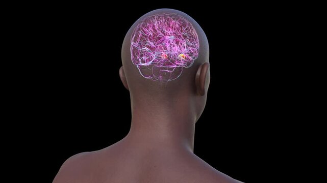 Amygdala, animation