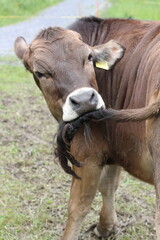 A cow biting and licking its tail turning its head all the way back