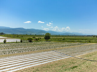 Overview of agricultural fields against the background of mountains using a drone. Variety of fields with planted rows of bushes, vineyards, trees on a sunny day