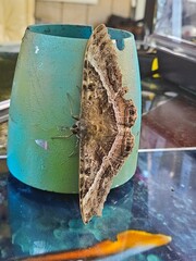 Large Maui Moth