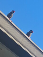 Two Rooftop Finches 