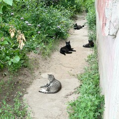 animal, mammal, cat, nature, goat, donkey, grass, baby, dog, farm, pet, wildlife