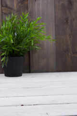 plant in the pot on wooden background