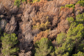 Pine trees damaged by the pest Tomicus pinperda.