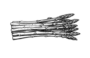 Fototapeta premium Asparagus sketch hand drawn. Healthy food asparagus illustration. Organic fresh vegetarian food drawing. Classic engrave, hand drawn, asparagus sketch style. Farm market. Illustration