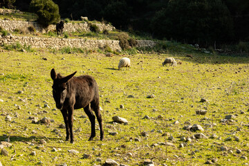 Donkey in the middle of a mountain field with sheep in the background on a sunny day