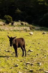 Vertical image of a donkey in the middle of a mountain field with sheep in the background on a sunny day