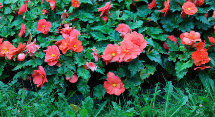 pink with yellow pistils blooming begonia in the city park