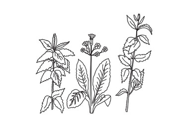 Black and white botanical plants and flowers. Line art floral bouquet, outline vector illustration background. Trendy graphic design for wedding invitation greeting card poster flyer event celebration