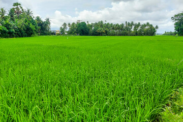 Fototapeta premium View of green rice fields and trees in the morning