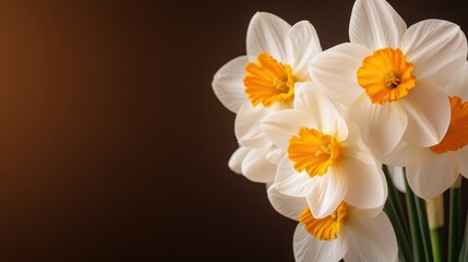 A visually stunning close-up of white narcissus flowers, their vibrant yellow centers contrasting against a rich, dark background, emphasizing their striking beauty.
