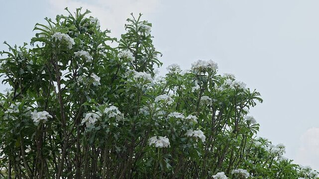 A panoramic view of plumeria pudica, kavati chafa,champa, frangipani, hawaiian lei flower plant