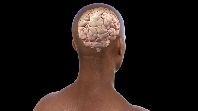 Precentral gyrus of brain, animation