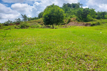 A shady tree in a green meadow on a mountain slope in the morning