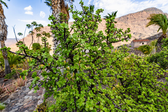Portulacaria afra succulent plant in the garden.Also know as Elephant bush,Dwarf jade plant, Porkbush and Spekboom plant.