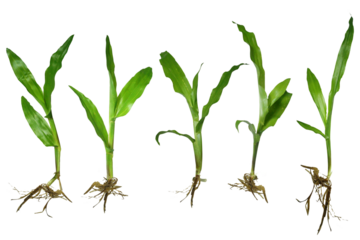 The green grass has roots exposed to the open air.