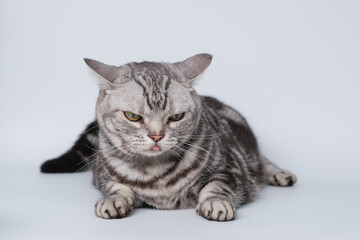 แมวบนพื้นหลังสีขาว