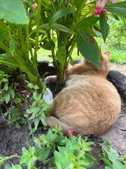 cat in the garden