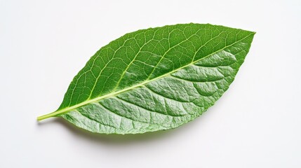 Close-up of a single green lettuce leaf on a bright, minimalist background, highlighting its intricate veins.
