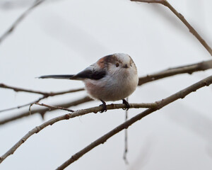 Long tail tit
