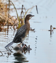 Pygmy cormorant on a river