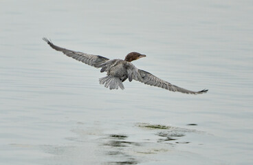 Pygmy cormorant in flight