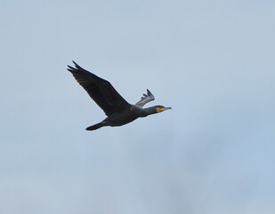 Great cormorant in flight