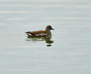 Moorhen on a large river
