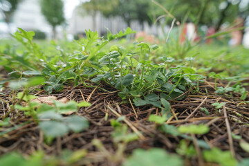 HD Park Background”（高解像度の公園背景）