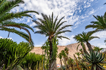palm tree surrounded by cactus on a bright blue sky with clouds background - palmera canariensis -...