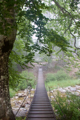 Obraz premium suspension bridge in the middle of the forest, surrounded by foliage and greenery