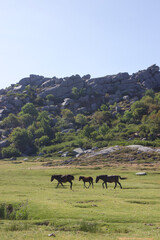 black horses in the mountains in corsica france
