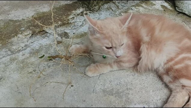 The roots of the Acalypha indica plant can make cats feel euphoric. 