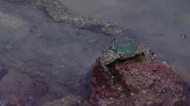 Rock with mottled lightfoot crab