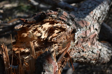 Pino blanci seco caido