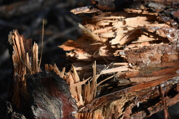 Pino blanci seco caido