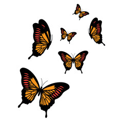 Butterfly 