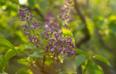 Green natural spring background branch with flowers bud leaves