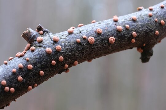 Close up of mushroom Nectria cinnabarina on branch, also known as coral spot, is a plant pathogen that causes cankers on broadleaf trees.